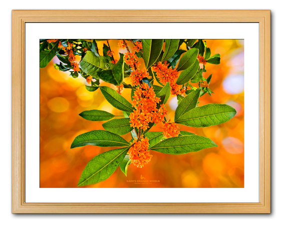 【A3サイズ】ORANGE OSMANTHUS（オレンジの金木犀） 1枚目の画像