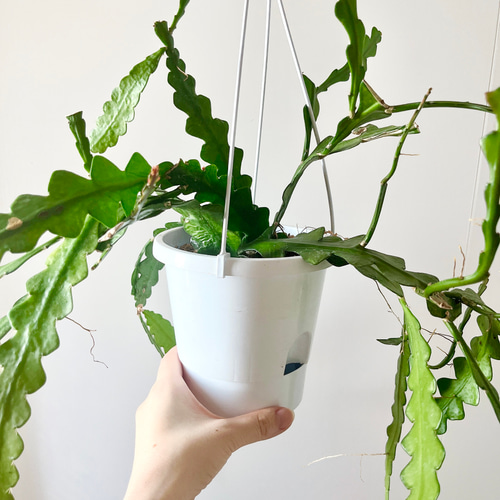 人気 フィッシュボーンカクタス ハンギングプランツ calmcafe