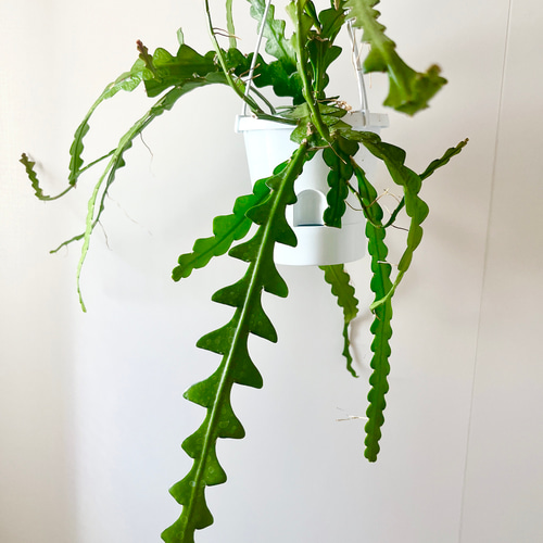 人気》フィッシュボーンカクタス ハンギング 観葉植物 calm cafe