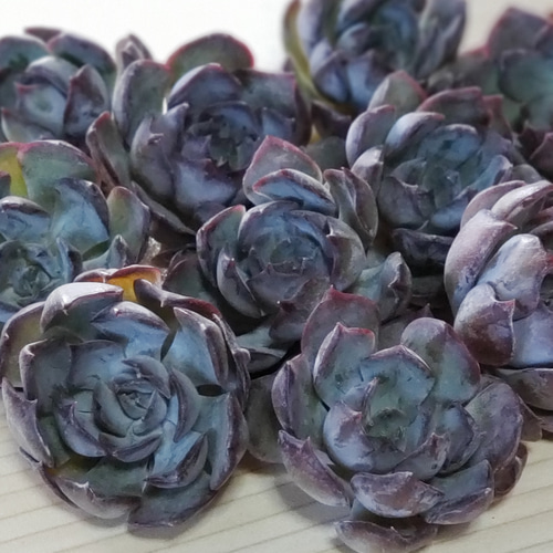 多肉植物】❤レア❤ダークアイス 韓国苗 多肉植物 あそうともい 通販