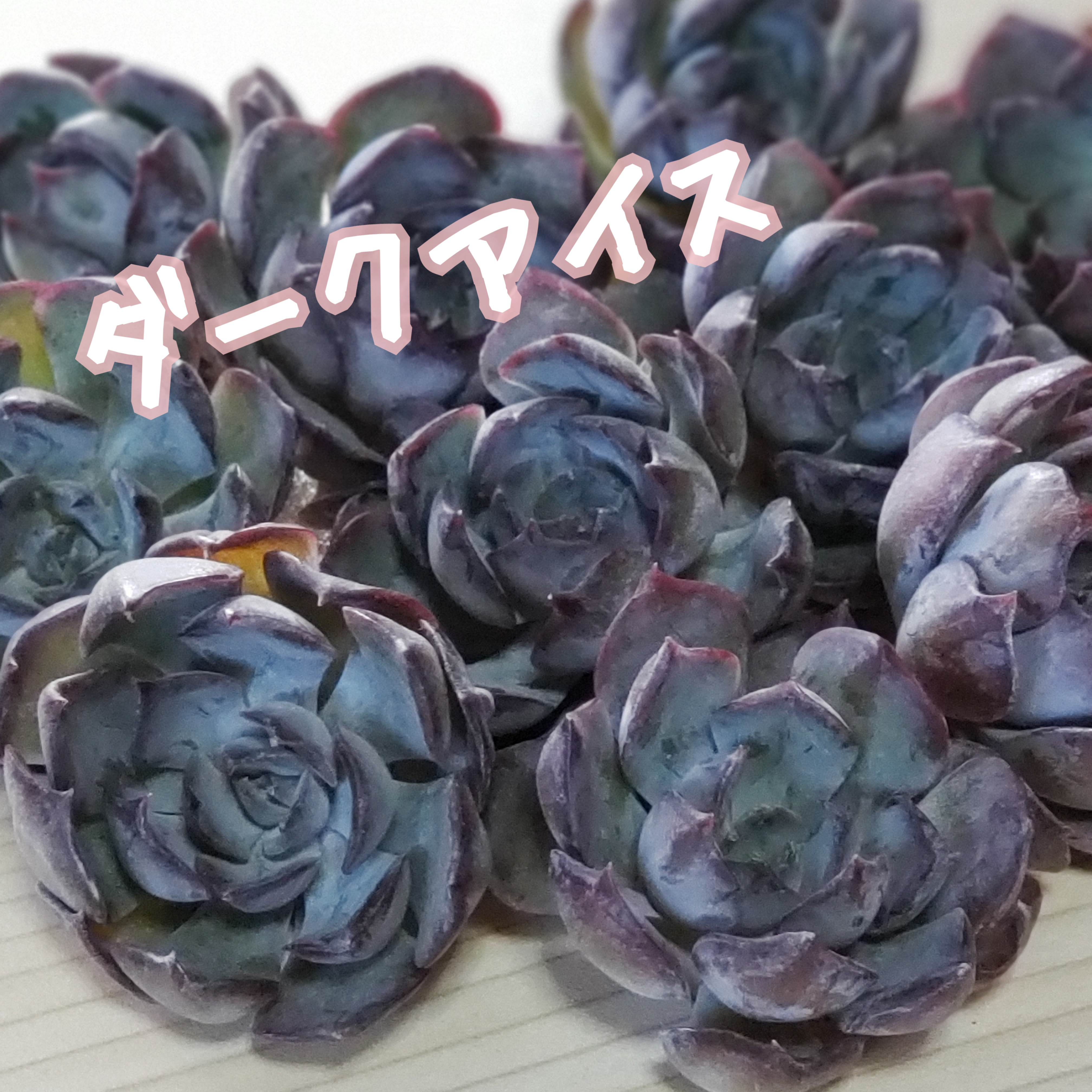 韓国苗 シルエット×ダークアイス！ （韓国苗〉シルエット×ダークアイス 