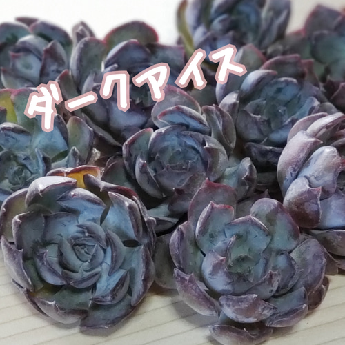 ダークアイス×プレリンゼ)×ミニマ 実生苗 多肉植物 エケベリア 多肉