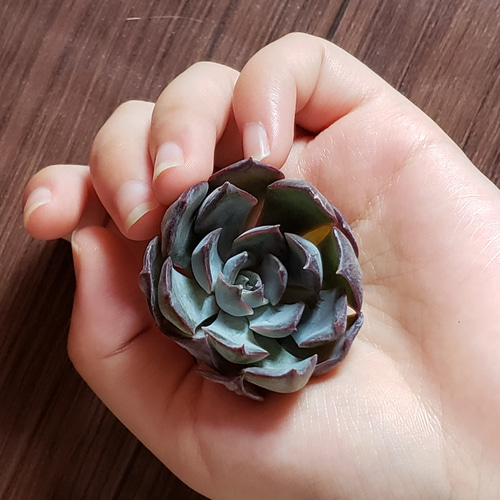 多肉植物　韓国苗　ダークアイス　抜き苗 エケベリアの韓国苗 ダークアイス♪ - 多肉植物