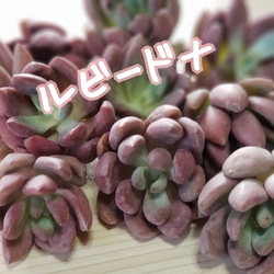 【多肉植物】レア❤ルビードナ❤ 1枚目の画像