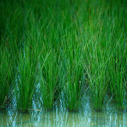 【再販】いぐさのしずく　30ml倉敷い草の蒸留水 2枚目の画像