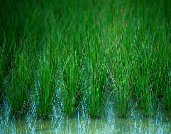 【再販】いぐさのしずく　30ml倉敷い草の蒸留水 2枚目の画像