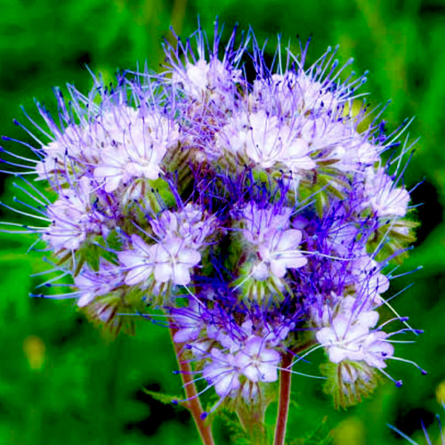 ブルータンジー(タナセタム)精油10ml その他素材 EarthshareAroma 通販