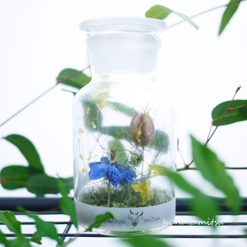 ドライフラワー★アレンジメント★グレビレア　ニゲラ　ストロベリーフィールド　癒し ネイティブフラワー ドライフラワー】グレビレア ゴールドリーフ