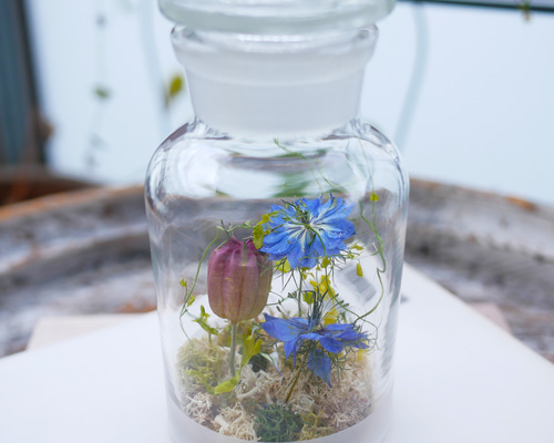 ニゲラのドライフラワー｜瓶詰めの森 ドライフラワー 花や蜜 通販