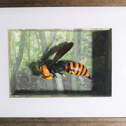 スズメバチの壁掛け 2枚目の画像
