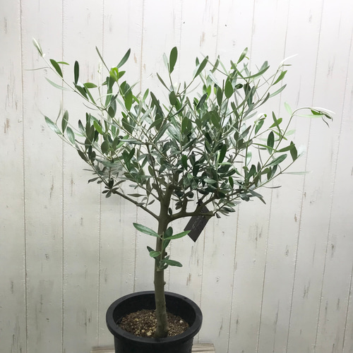 盆栽樹形♪ オリーブ の木 souju ミッション 7号 その他