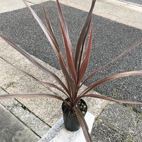 コルジリネ レッドスター 3号 ロング鉢 その他インテリア雑貨 PLANTS
