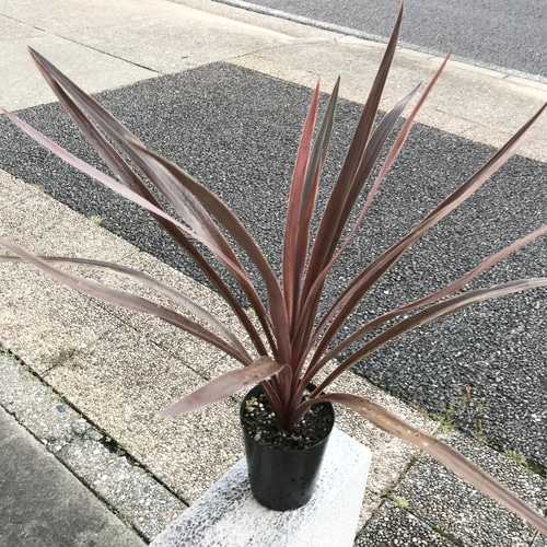 コルジリネ レッドスター 3号 ロング鉢 その他インテリア雑貨