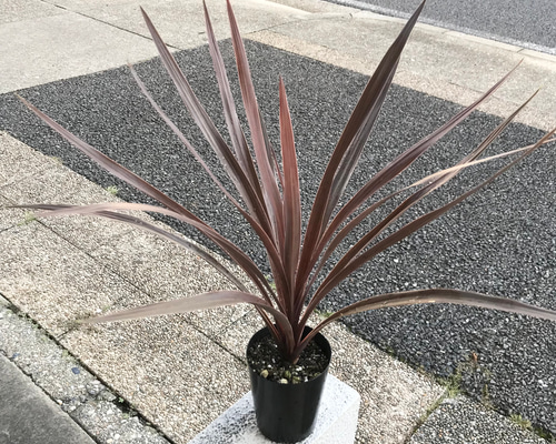 【リピ割・ビートたけお様】コルジリネレッドスター3点セット リピ割・ビートたけお様】コルジリネレッドスター3点セット リピ割