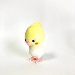 トコトコインコ(オカメ) 1枚目の画像