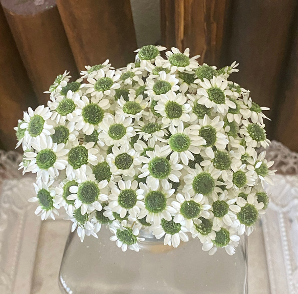 ホワイトモスグリーン色❣️スターフラワーブロッサムアレンジ加工３０輪販売❣️ハンドメイド花材カラードライフラワー 1枚目の画像