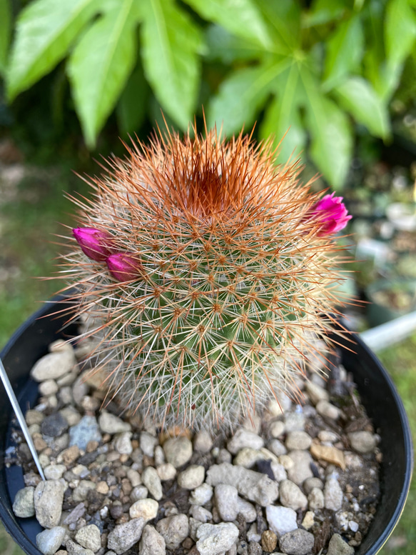 ◎ 猩々丸（しょうじょうまる）マミラリア サボテン 多肉 多肉植物