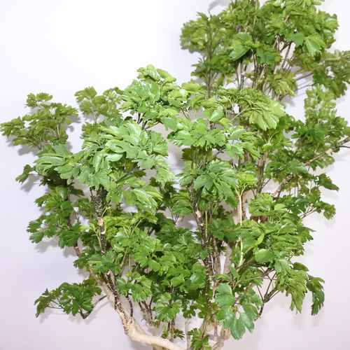 ポリシャス・バタフライ