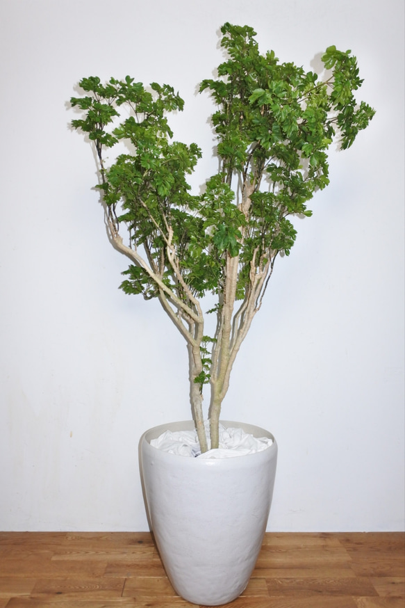 ポリシャス・バタフライ