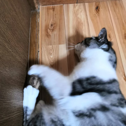 羊毛フェルトの猫のおもちゃ　ちょっと大きい猫ボール　キジトラ白 10枚目の画像