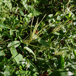 コブナグサ（小鮒草）50g ◆ 草木染（材料）天然・植物染料 3枚目の画像