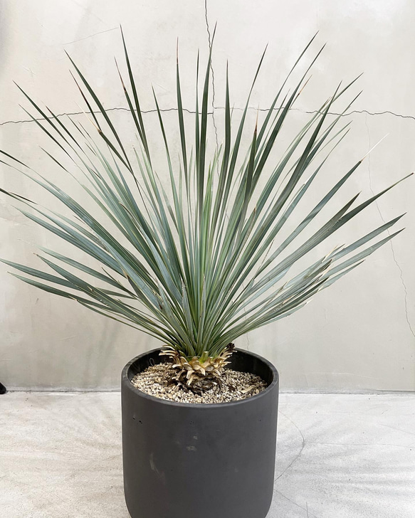 ユッカ・ロストラータ V2339667133(18000円)