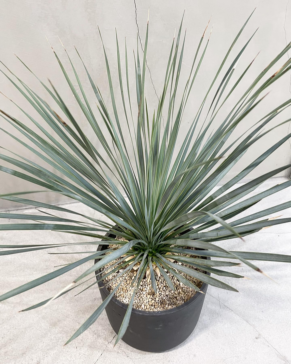 ユッカ・ロストラータ アウトレット ショップ 通販