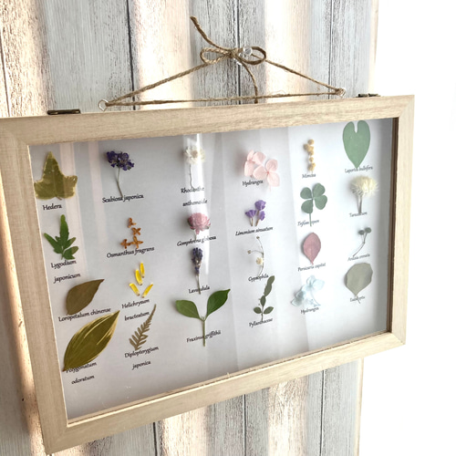 敬老の日］植物標本《草花の宝石箱ver.2✧*｡ 》ボタニカル