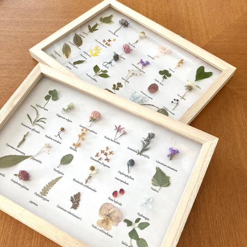 植物標本《草花の宝石箱ver.2✧*｡ 》ボタニカルフレーム 壁掛け