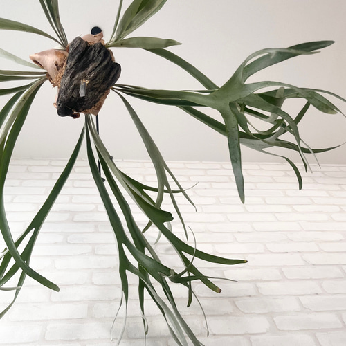 流木コウモリラン　ベイチー ビカクシダ コウモリラン ベイチー（ビーチー） 流木付け 観葉植物