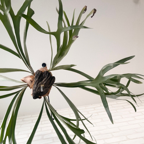 ビカクシダ コウモリラン ベイチー（ビーチー） ラウンド流木付け 観葉