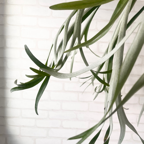 流木コウモリラン　ベイチー ビカクシダ コウモリラン ベイチー（ビーチ―） 流木付け 観葉植物