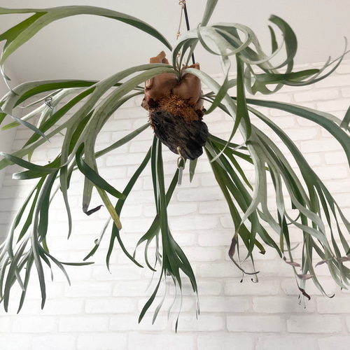 ビカクシダ コウモリラン ベイチー（ビーチー） ラウンド流木付け 観葉