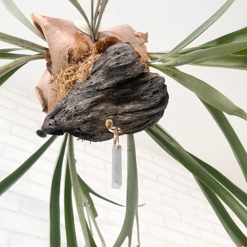 コウモリラン　ヴィーチー　流木ハンギング　現品 コウモリラン ヴィーチー 流木ハンギング 現品 コウモリラン