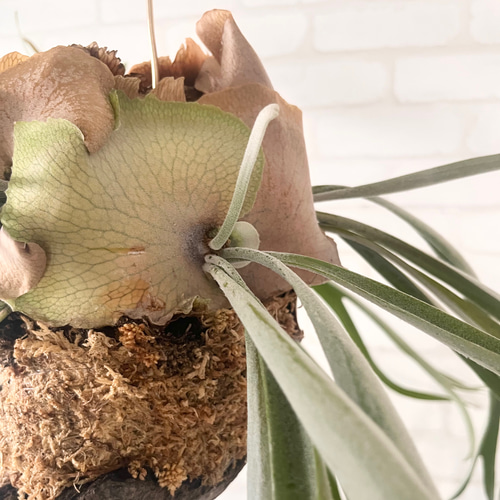 ビカクシダ コウモリラン ベイチー（ビーチー） ラウンド流木付け 観葉