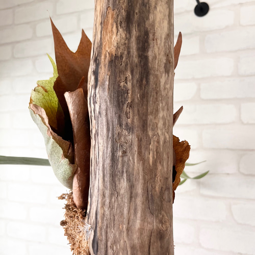 ビカクシダ コウモリラン 流木付け 観葉植物 ハンギンググリーン