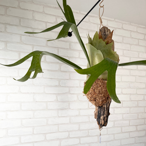 ビカクシダ コウモリラン 流木付け 観葉植物 ハンギンググリーン