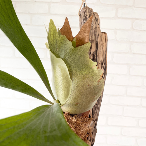 ビカクシダ コウモリラン 流木付け 観葉植物 ハンギンググリーン