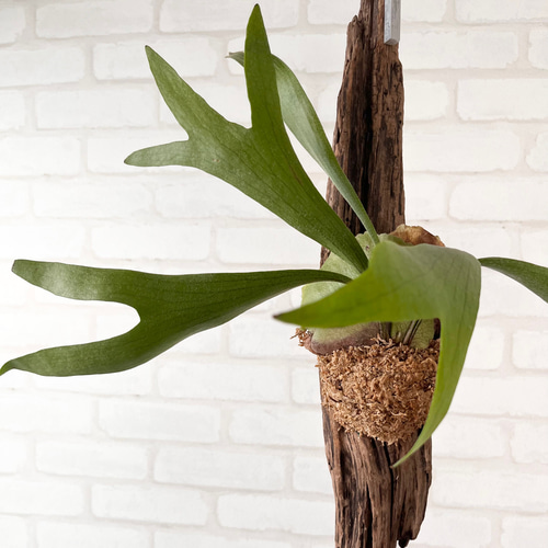 ビカクシダ コウモリラン 流木付け 観葉植物 ハンギンググリーン