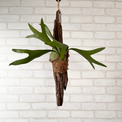 組み合わせた流木がカッコいい‼︎吊り下げインテリア　ビカクシダ　コウモリラン ビカクシダ コウモリラン 流木付け 観葉植物 ハンギンググリーン