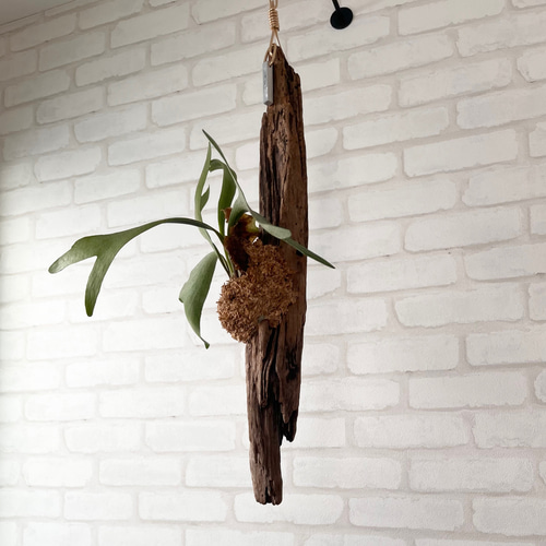 特大　コウモリラン　ビカクシダ　流木ハンギング ビカクシダ コウモリラン 流木付け 観葉植物 ハンギンググリーン