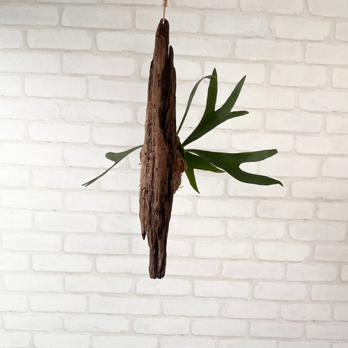 特大　コウモリラン　ビカクシダ　流木ハンギング ビカクシダ コウモリラン 群生ビカクシダ流木付け 観葉植物 ハンギング