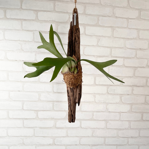 組み合わせた流木がカッコいい‼︎吊り下げインテリア　ビカクシダ　コウモリラン ビカクシダ コウモリラン 流木付け 観葉植物 ハンギンググリーン