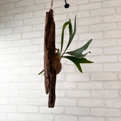 特大　コウモリラン　ビカクシダ　流木ハンギング ビカクシダ コウモリラン 流木付け 観葉植物 ハンギンググリーン