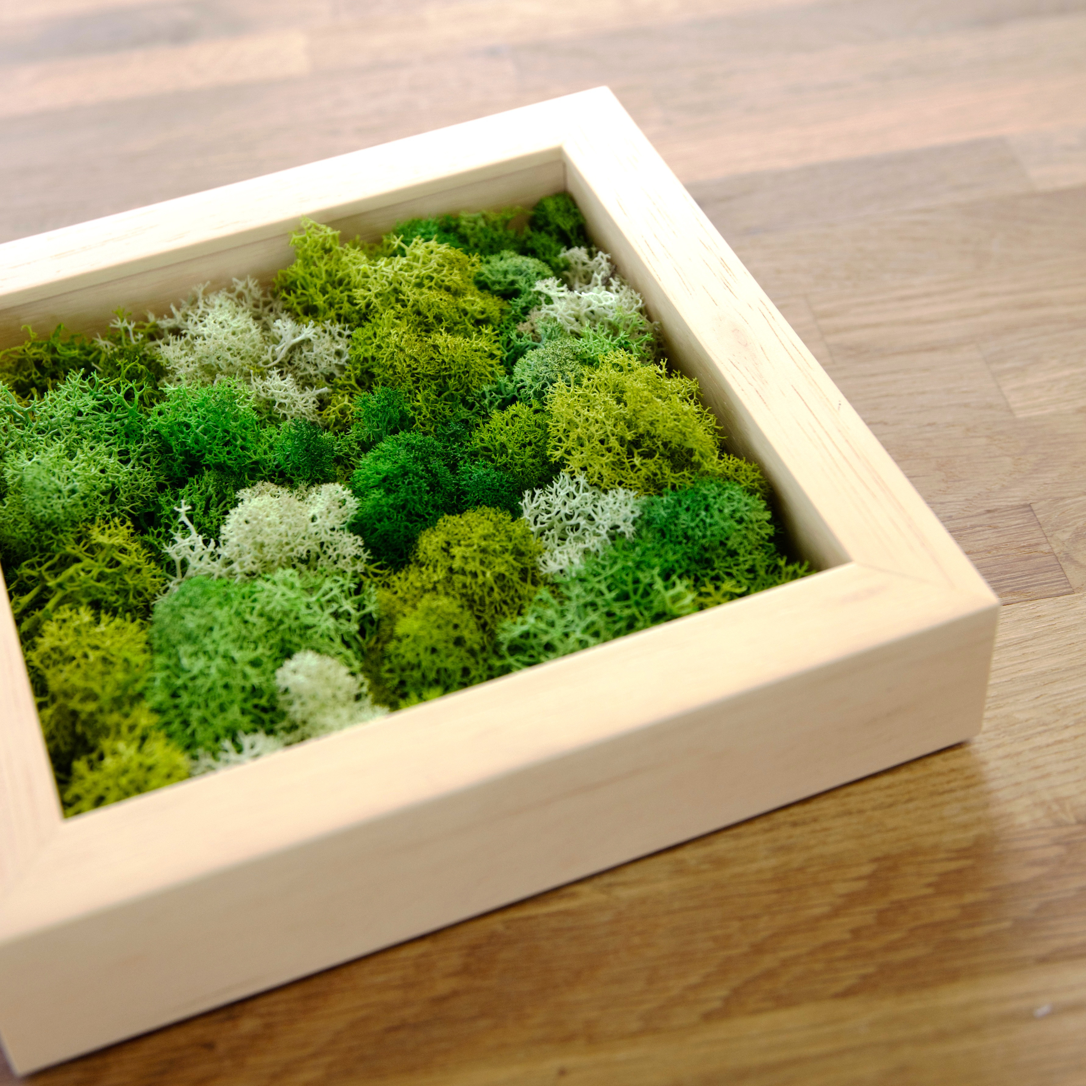 ❣️苔アート❣️苔壁ワイド❣️1点物❣️送料込み❣️ Amazon.co.jp: WDSLO モスアート盆栽壁装飾/天然木プリザーブド