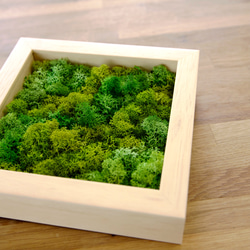 ❣️苔アート❣️苔壁ワイド❣️1点物❣️送料込み❣️ 飾るだけ。“空気をキレイにしてくれる” 苔 インテリア【呼吸する