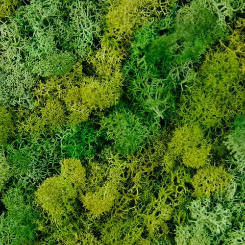 ❣️苔アート❣️苔壁ワイド❣️1点物❣️送料込み❣️ ❣️苔アート❣️苔壁ワイド❣️1点物❣️送料込み❣️ 楽天