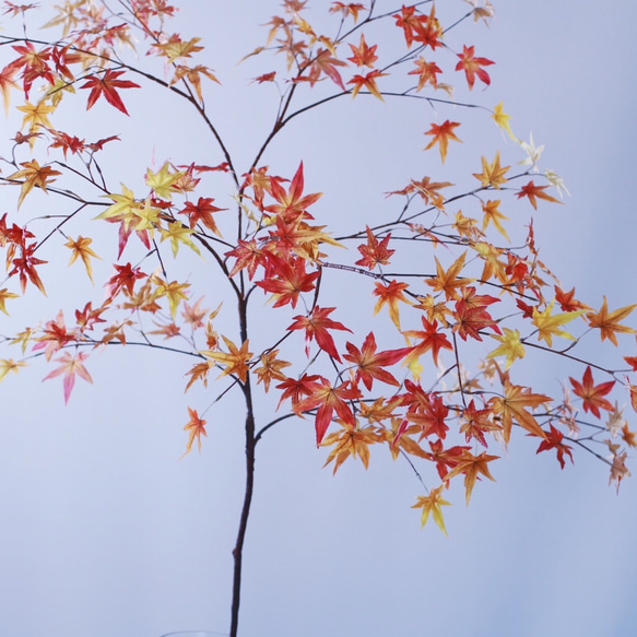 大型（水換え不要）いろは紅葉の切り枝　【1枝挿し】 3枚目の画像