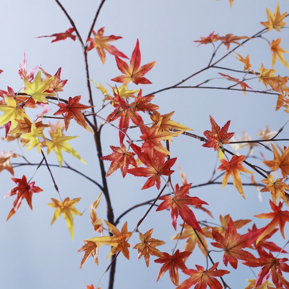 大型（水換え不要）いろは紅葉の切り枝　【1枝挿し】 2枚目の画像