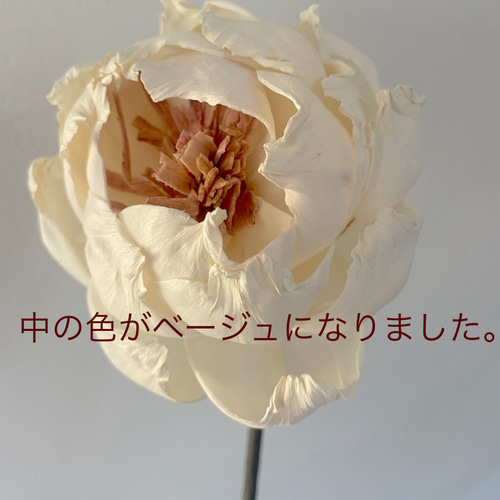 パンパスグラスとゴールドかすみ草ブーケスワッグ （ドライフラワー